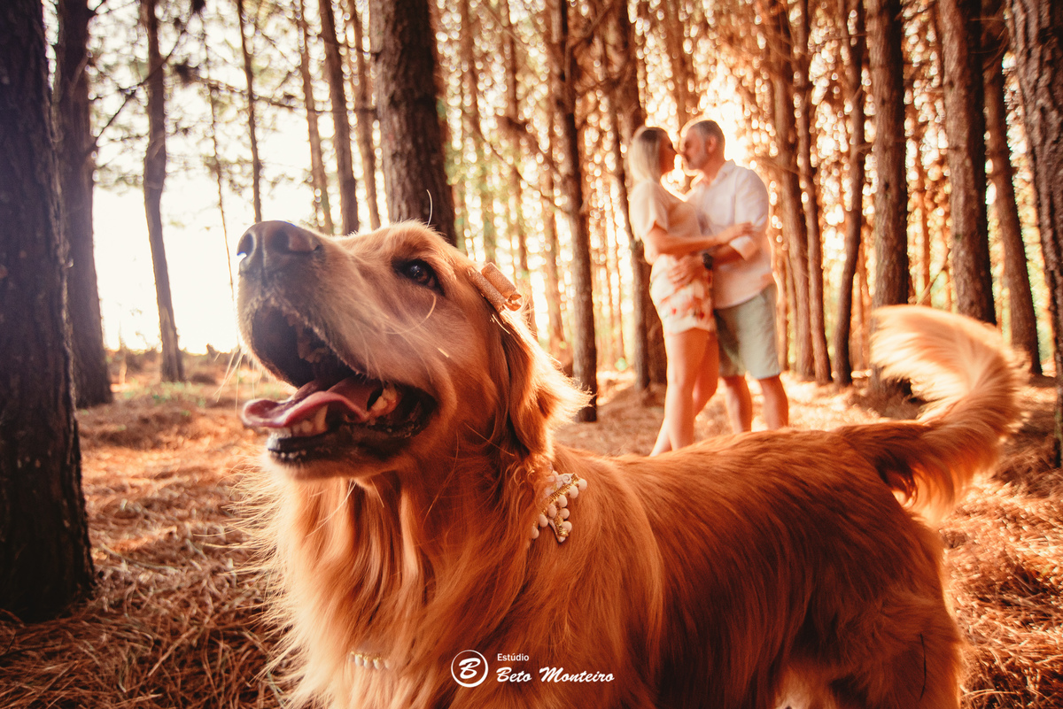 fotografo de casamento - videos de casamento - filmagem - casamento - cinegrafista - filmmaker - wedding - produtora - curitiba - estudio beto monteiro - casal - pre wedding - Mirian e Ulisses e Bella - Pet - Gfotografo de casaen - Foto com pet - Familia
