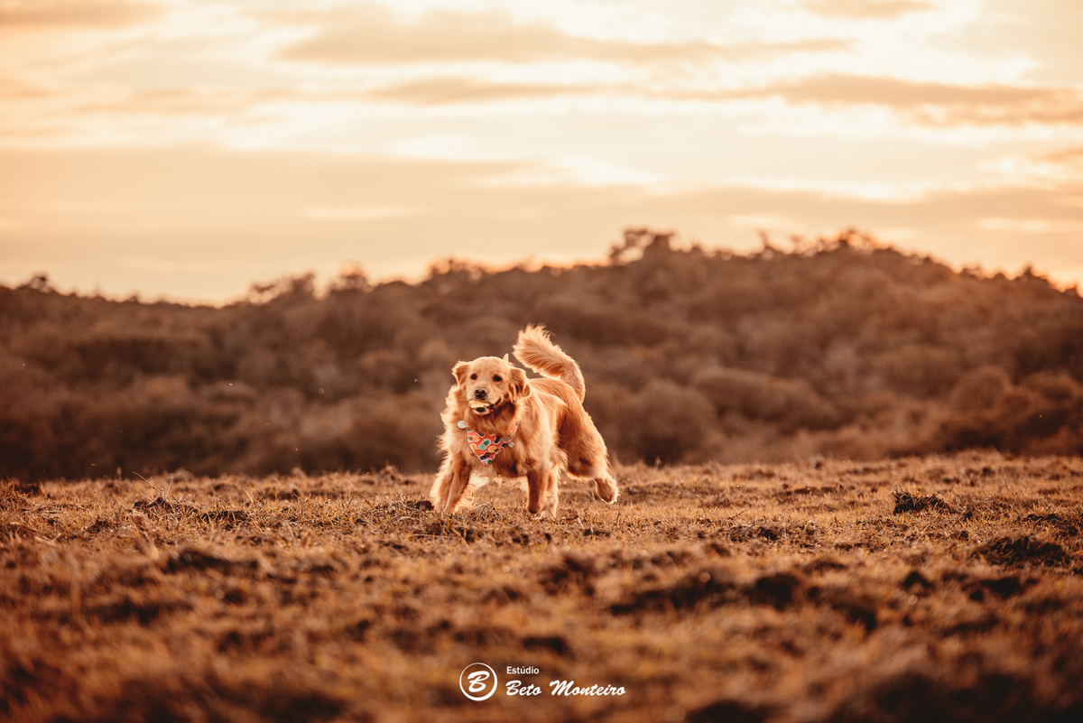 fotografo de casamento - videos de casamento - filmagem - casamento - cinegrafista - filmmaker - wedding - produtora - curitiba - estudio beto monteiro - casal - pre wedding - Mirian e Ulisses e Bella - Pet - Golden - Foto com pet - Familia